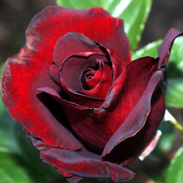 Black Madonna (Schwarze Madonna) Trandafir Teahibrid butași trandafiri de grădină