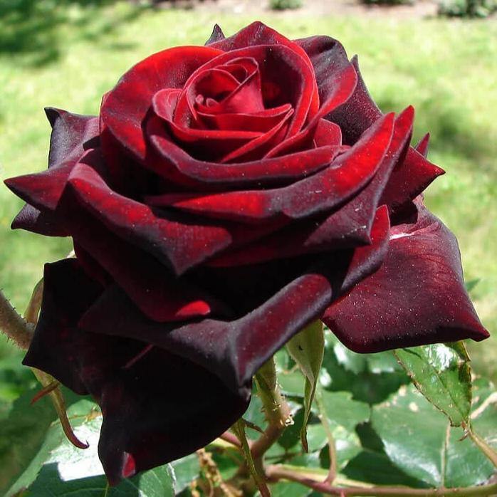 Black Magic Butasi trandafiri de gradina butași trandafiri de grădină