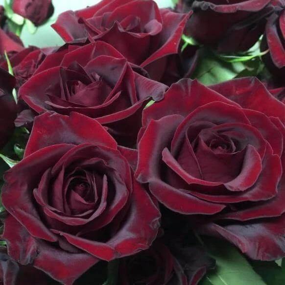 Black Magic Butasi trandafiri de gradina butași trandafiri de grădină