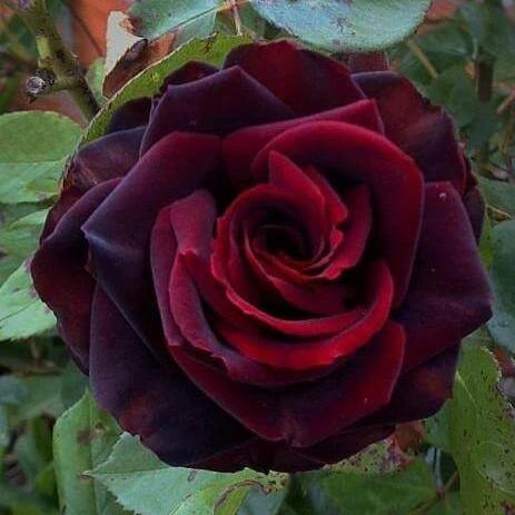 Black Magic Butasi trandafiri de gradina butași trandafiri de grădină