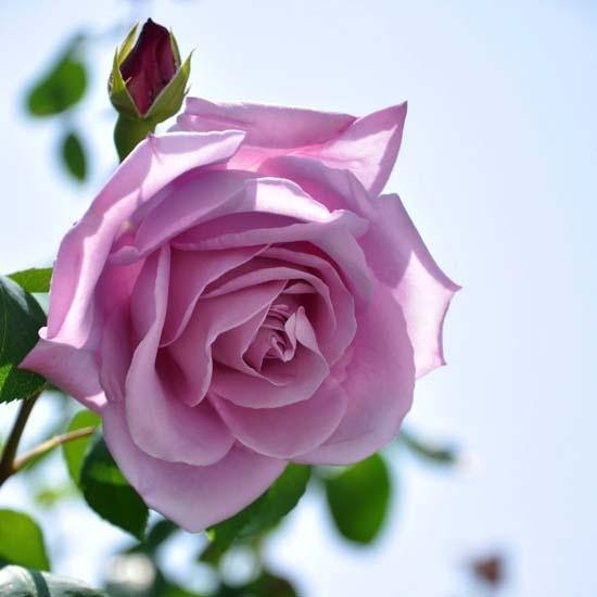 Blue Moon Trandafir Teahibrid butași trandafiri de grădină