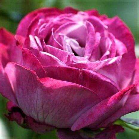 Blue River Butasi trandafiri de gradina butași trandafiri de grădină