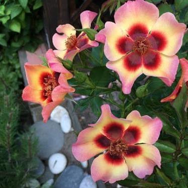 Blushing Babylon Eyes Butasi trandafiri de gradina butași trandafiri de grădină