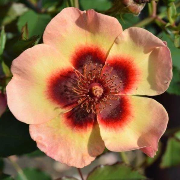 Blushing Babylon Eyes Butasi trandafiri de gradina butași trandafiri de grădină