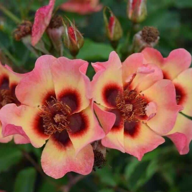 Blushing Babylon Eyes Butasi trandafiri de gradina butași trandafiri de grădină