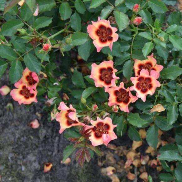 Blushing Babylon Eyes Butasi trandafiri de gradina butași trandafiri de grădină