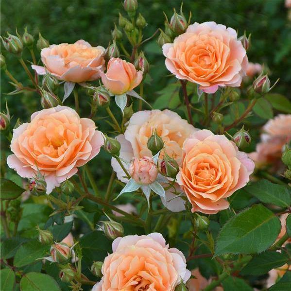 Bordure Abricot Butasi trandafiri de gradina butași trandafiri de grădină