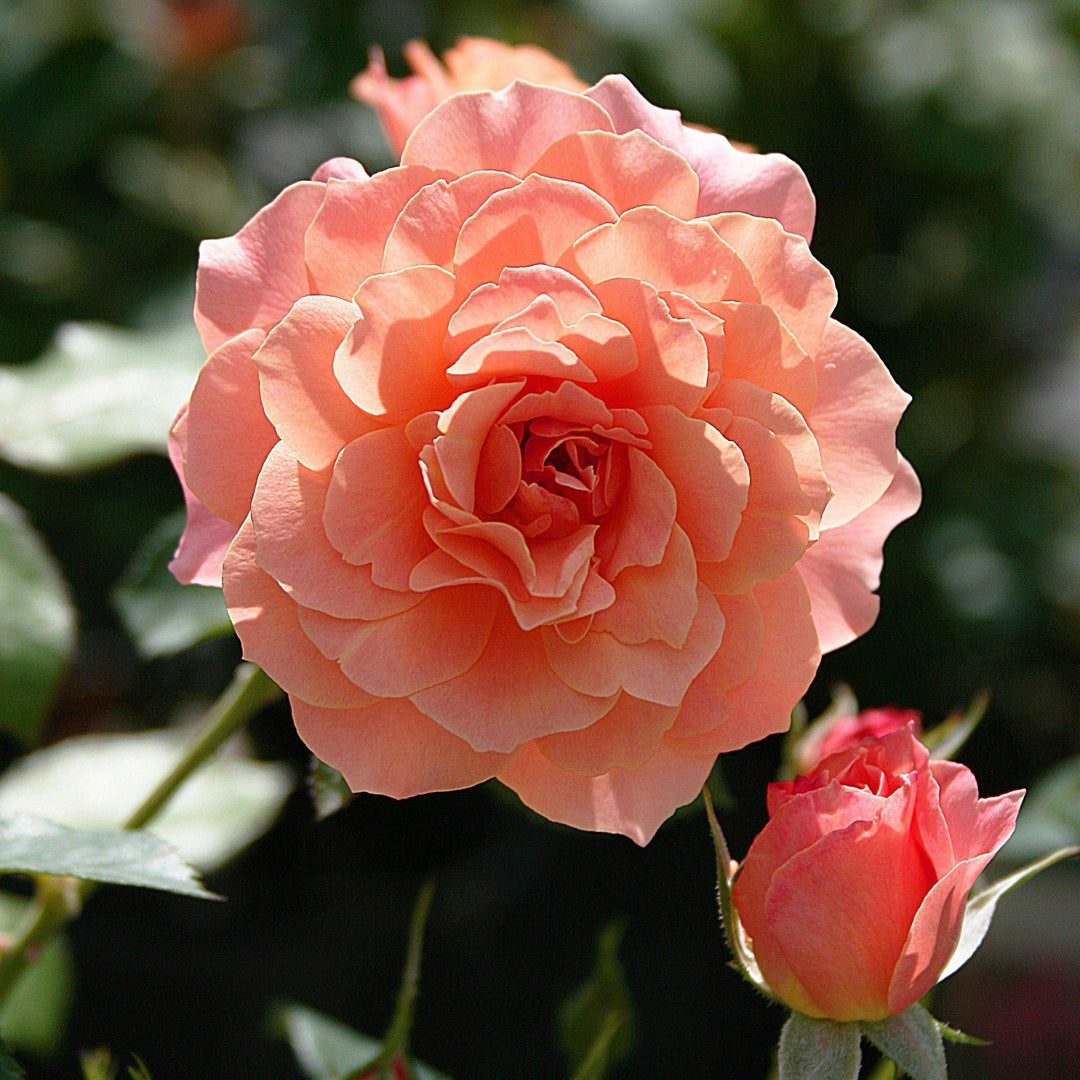 Bordure Abricot Butasi trandafiri de gradina butași trandafiri de grădină