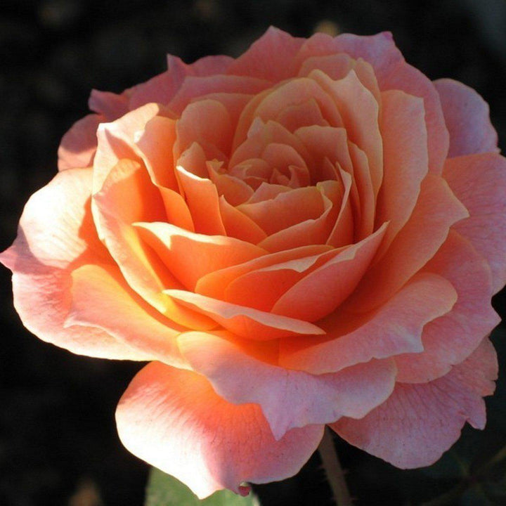 Bordure Abricot Butasi trandafiri de gradina butași trandafiri de grădină