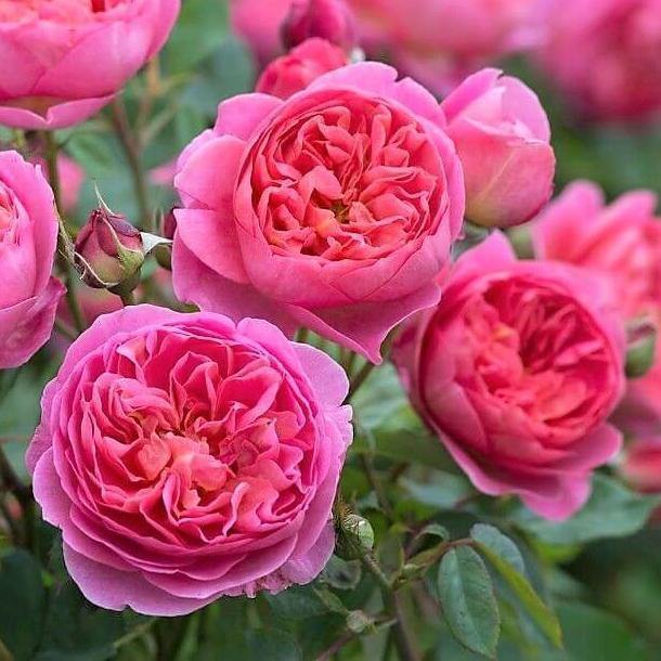 Boscobel Trandafir Englezesc Floribunda butași trandafiri de grădină