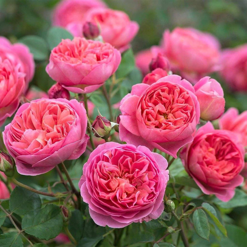 Boscobel Trandafir Englezesc Floribunda butași trandafiri de grădină