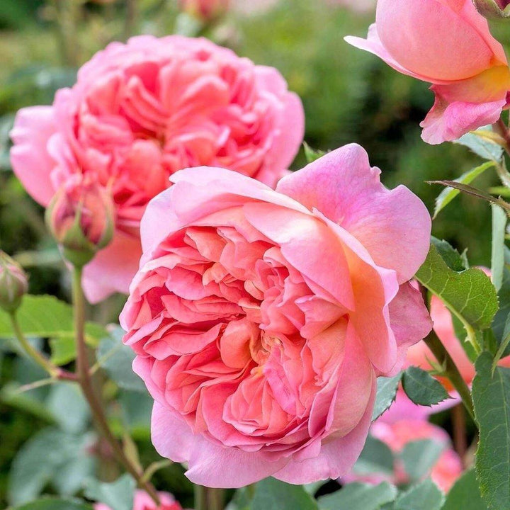 Boscobel Trandafir Englezesc Floribunda butași trandafiri de grădină