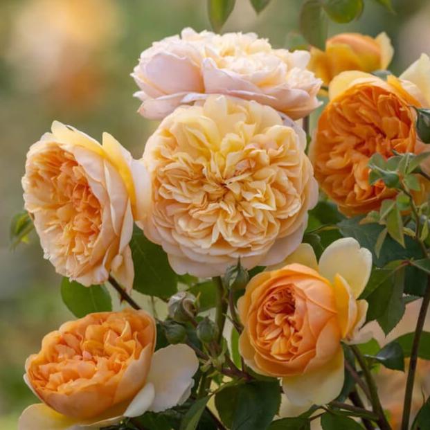 Bring me Sunshine Trandafir Englezesc Floribunda butași trandafiri de grădină