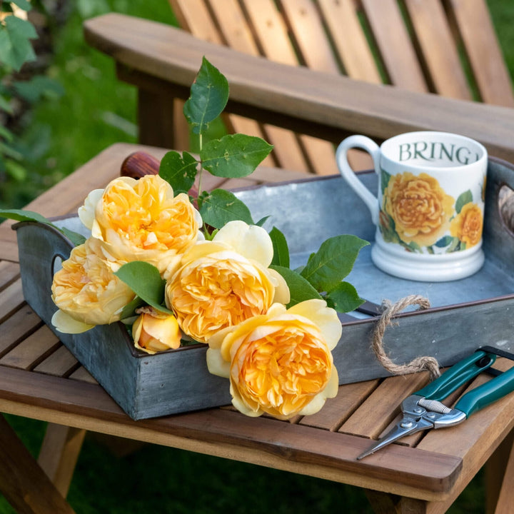 Bring me Sunshine Trandafir Englezesc Floribunda butași trandafiri de grădină