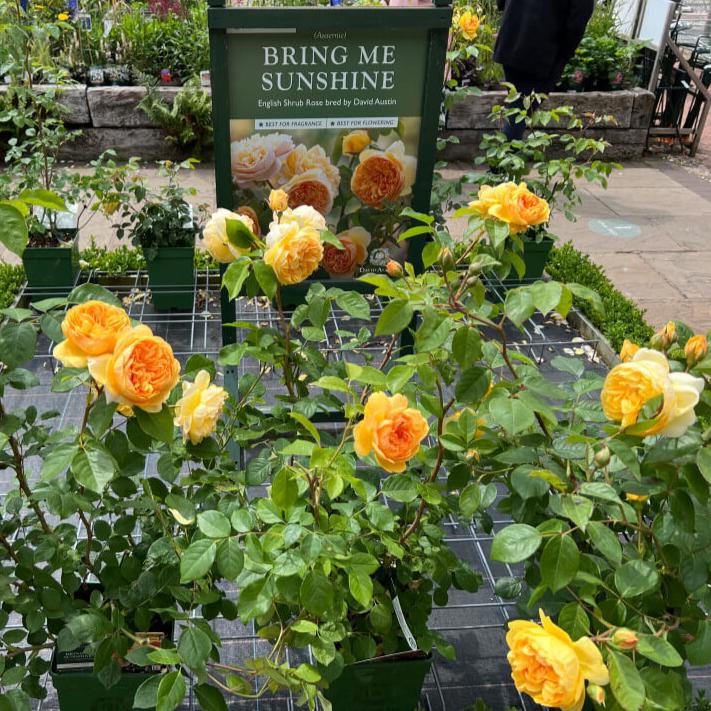 Bring me Sunshine Trandafir Englezesc Floribunda butași trandafiri de grădină