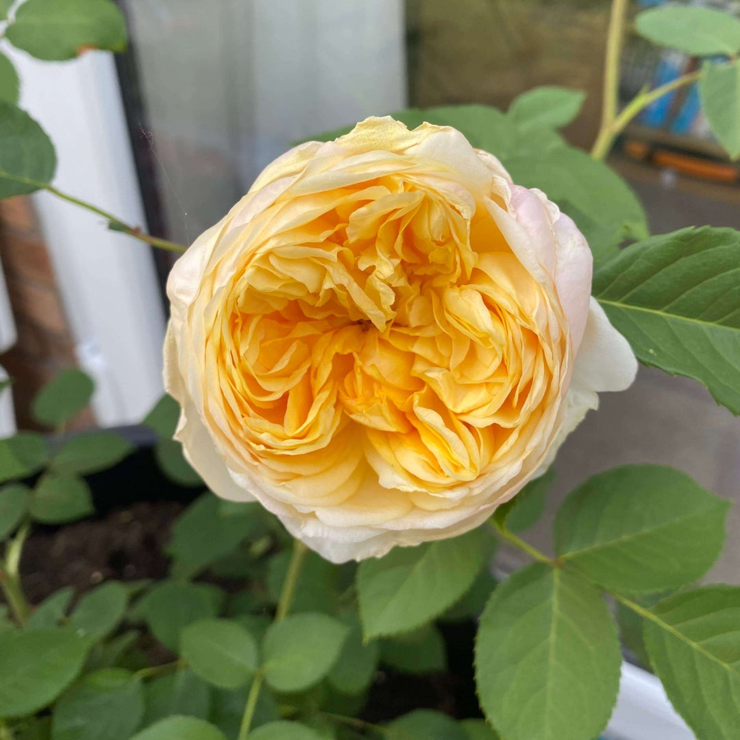 Bring me Sunshine Trandafir Englezesc Floribunda butași trandafiri de grădină