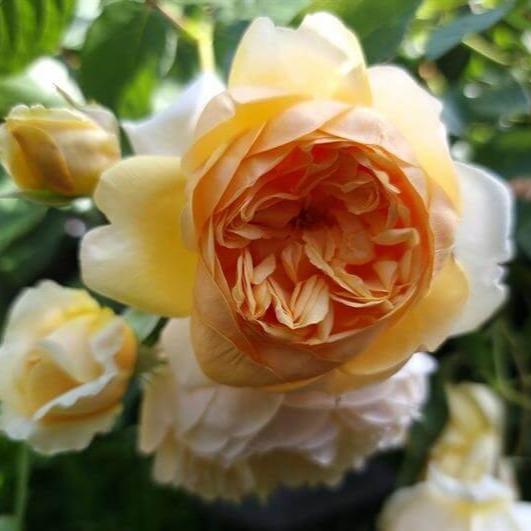 Bring me Sunshine Trandafir Englezesc Floribunda butași trandafiri de grădină