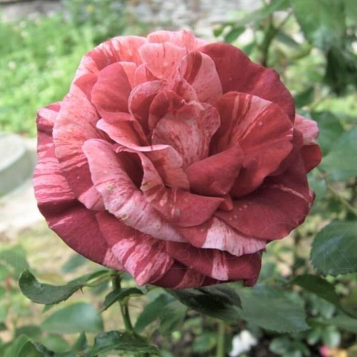 Brownie Trandafir Cățărător Urcător butași trandafiri de grădină