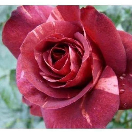 Brownie Trandafir Cățărător Urcător butași trandafiri de grădină