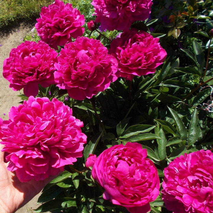 Bujor Avis Varner Plants butași trandafiri de grădină