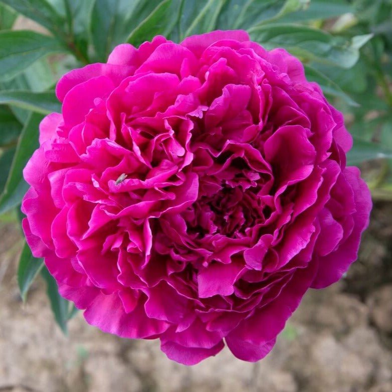 Bujor Avis Varner Plants butași trandafiri de grădină