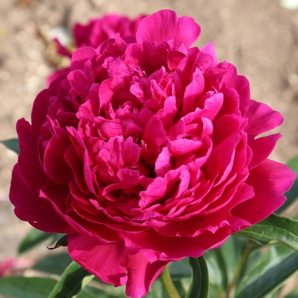 Bujor Avis Varner Plants butași trandafiri de grădină