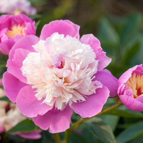Bujor Bowl of Beauty Plants butași trandafiri de grădină