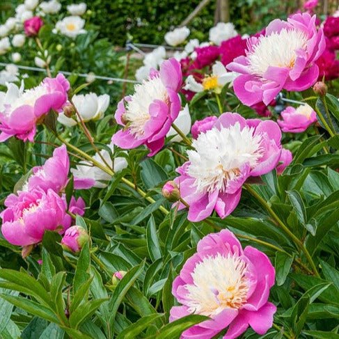 Bujor Bowl of Beauty Plants butași trandafiri de grădină