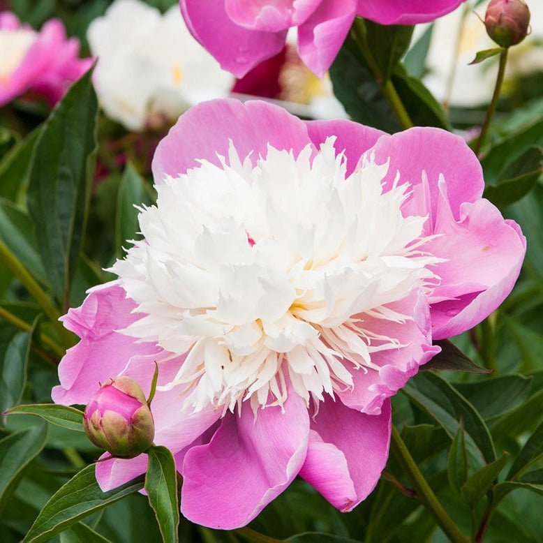 Bujor Bowl of Beauty Plants butași trandafiri de grădină