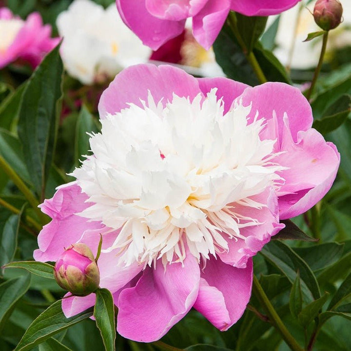 Bujor Bowl of Beauty Plants butași trandafiri de grădină