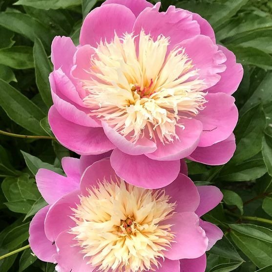 Bujor Bowl of Beauty Plants butași trandafiri de grădină