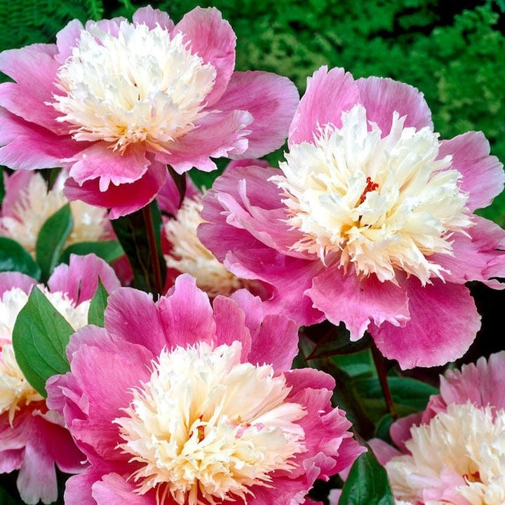 Bujor Bowl of Beauty Plants butași trandafiri de grădină