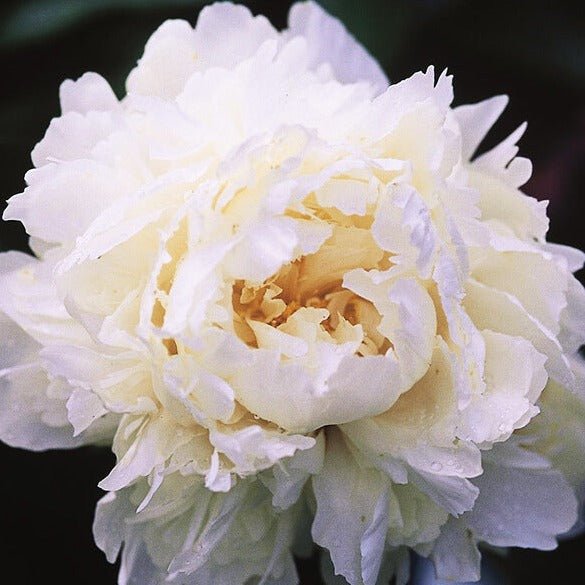 Bujor Bowl of Cream Perene butași trandafiri de grădină