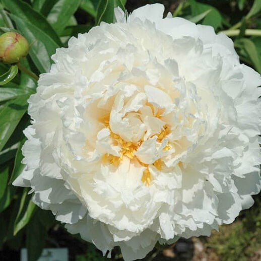 Bujor Bowl of Cream Perene butași trandafiri de grădină
