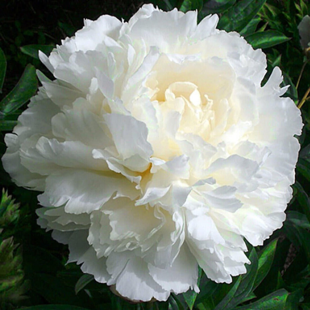 Bujor Bowl of Cream Perene butași trandafiri de grădină