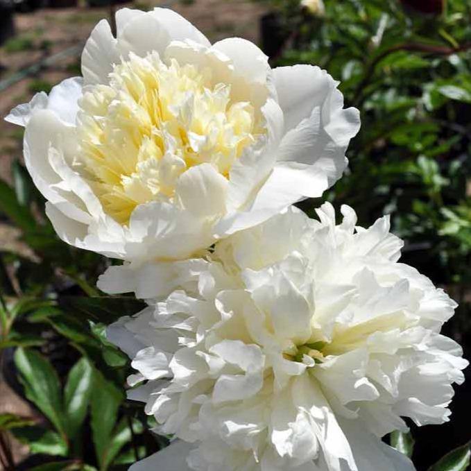 Bujor Charles White Perene butași trandafiri de grădină