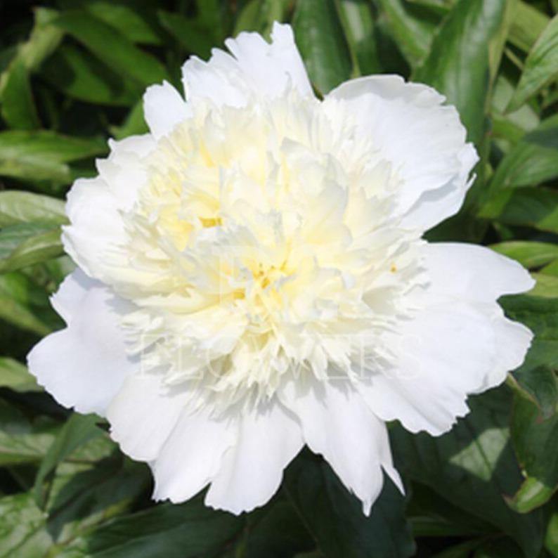 Bujor Charles White Perene butași trandafiri de grădină