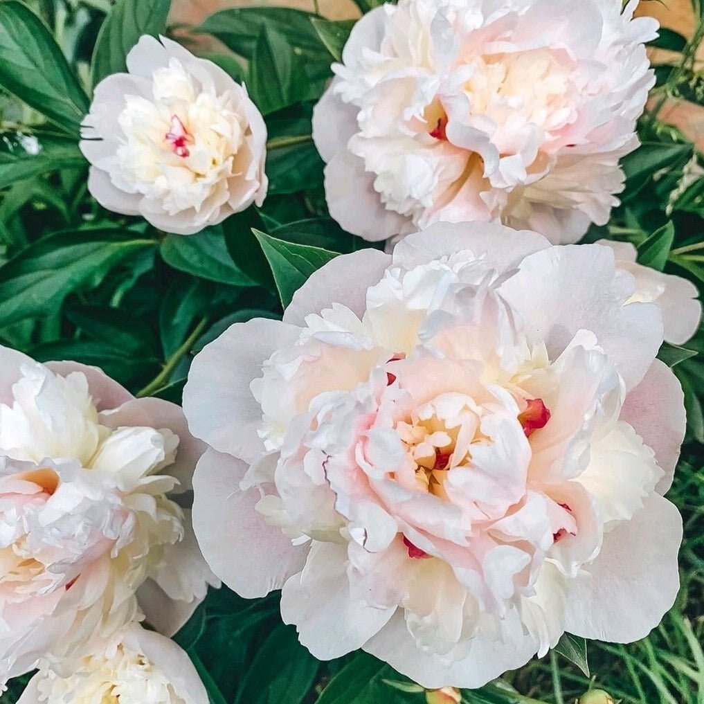 Bujor Couronne D'or Plants butași trandafiri de grădină