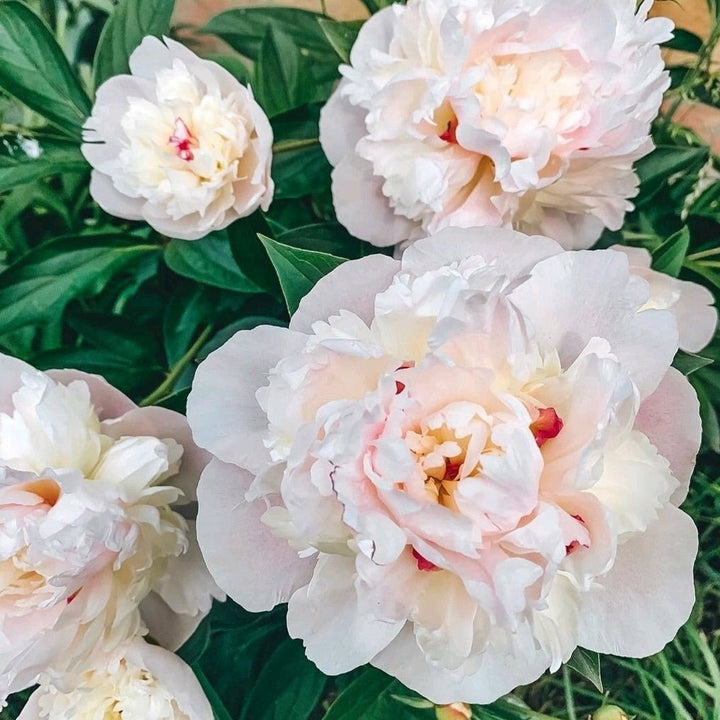 Bujor Couronne D'or Plants butași trandafiri de grădină