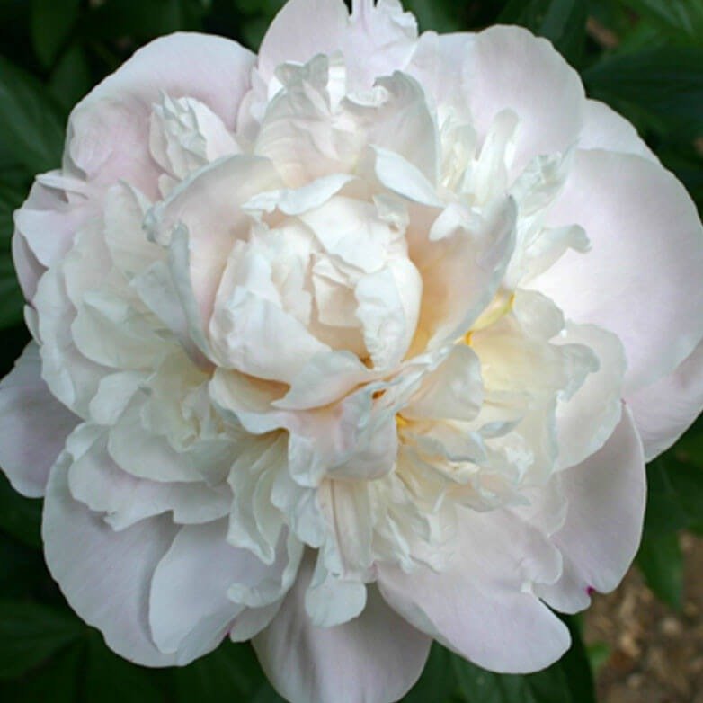 Bujor Gardenia Planta Perena butași trandafiri de grădină