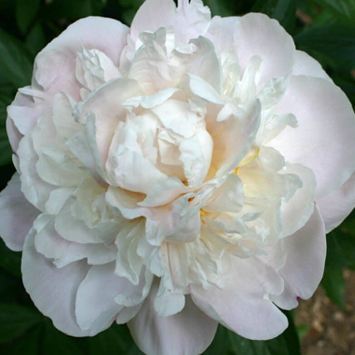 Bujor Gardenia Planta Perena butași trandafiri de grădină