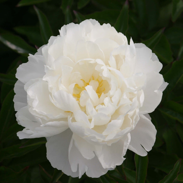 Bujor Gardenia Planta Perena butași trandafiri de grădină