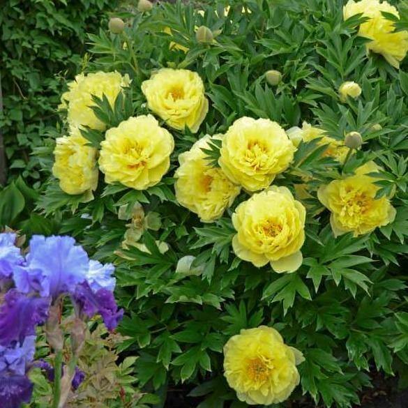 Bujor Itoh Bartzella Perene butași trandafiri de grădină