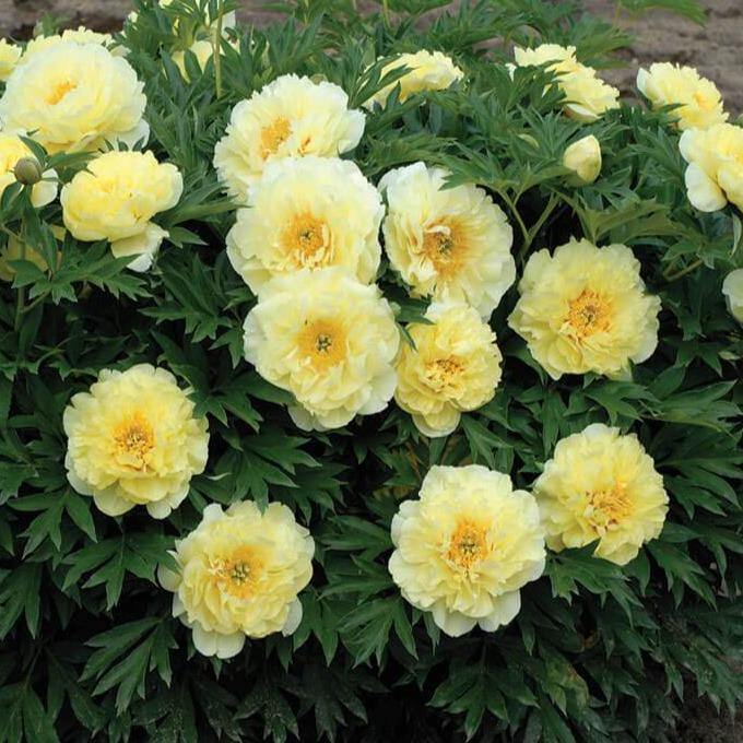 Bujor Itoh Bartzella Perene butași trandafiri de grădină