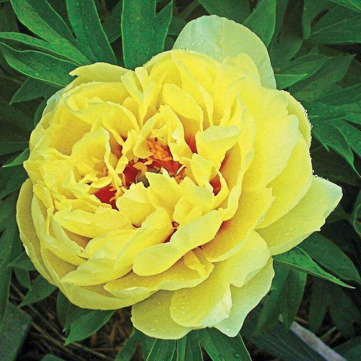 Bujor Itoh Bartzella Perene butași trandafiri de grădină