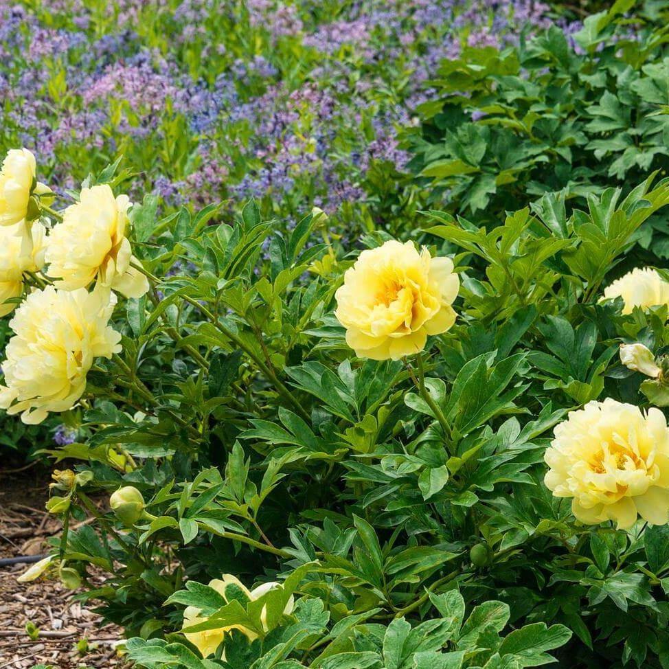 Bujor Itoh Bartzella Perene butași trandafiri de grădină