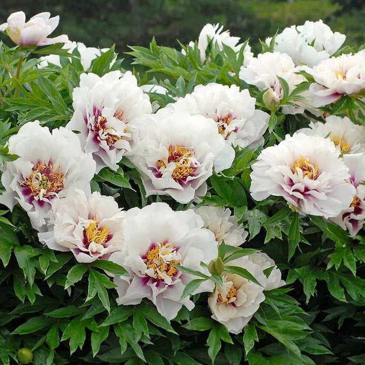 Bujor Itoh Cora Louise Perene butași trandafiri de grădină