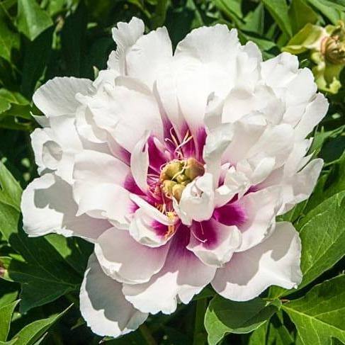 Bujor Itoh Cora Louise Perene butași trandafiri de grădină