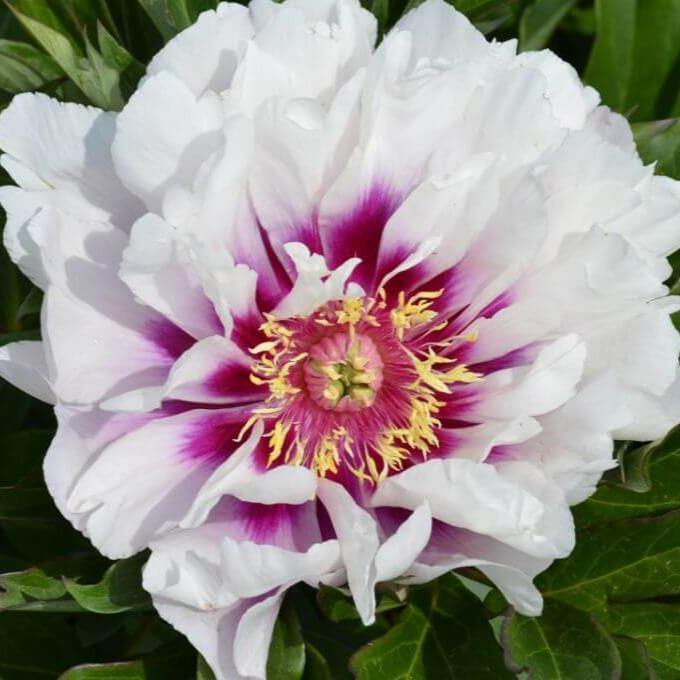 Bujor Itoh Cora Louise Perene butași trandafiri de grădină