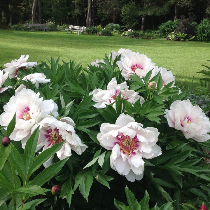 Bujor Itoh Cora Louise Perene butași trandafiri de grădină